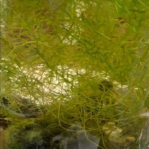 Meet your Posher, Ken